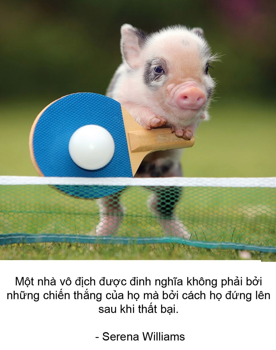 Thú vị bộ sách ảnh “thông thái” xoay quanh... những chú lợn - 5 Thú vị bộ sách ảnh “thông thái” xoay quanh... những chú lợn - 5