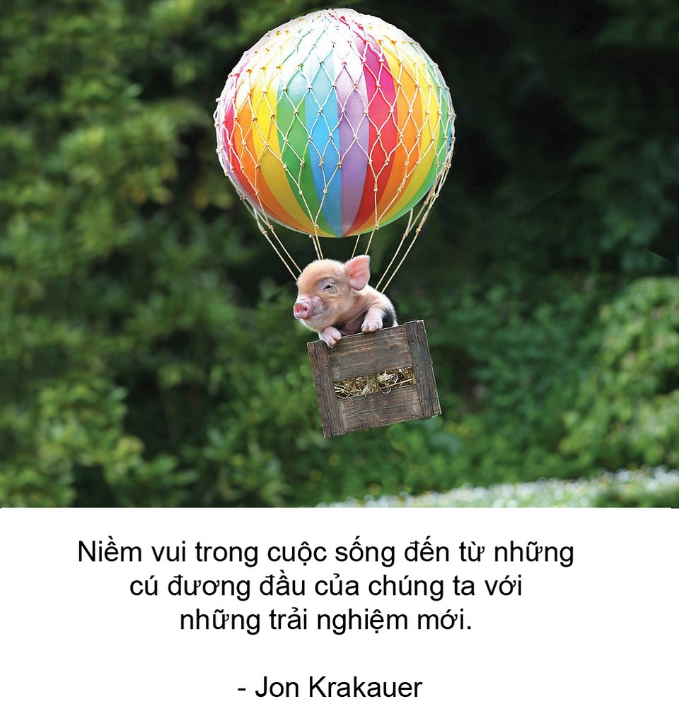 Thú vị bộ sách ảnh “thông thái” xoay quanh... những chú lợn - 7 Thú vị bộ sách ảnh “thông thái” xoay quanh... những chú lợn - 7