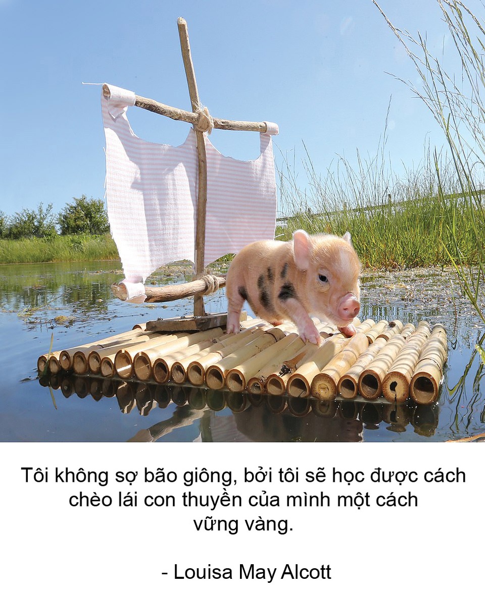 Thú vị bộ sách ảnh “thông thái” xoay quanh... những chú lợn - 6 Thú vị bộ sách ảnh “thông thái” xoay quanh... những chú lợn - 6