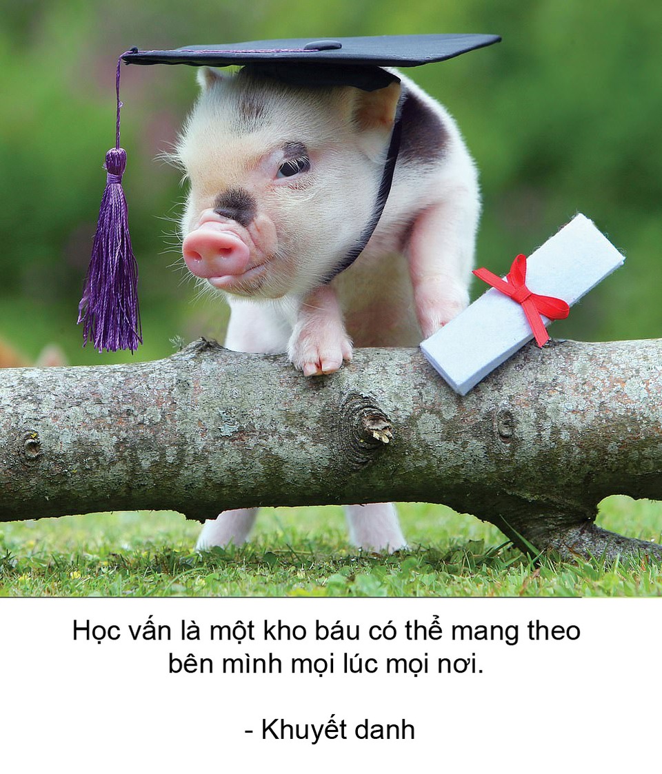 Thú vị bộ sách ảnh “thông thái” xoay quanh... những chú lợn - 3 Thú vị bộ sách ảnh “thông thái” xoay quanh... những chú lợn - 3