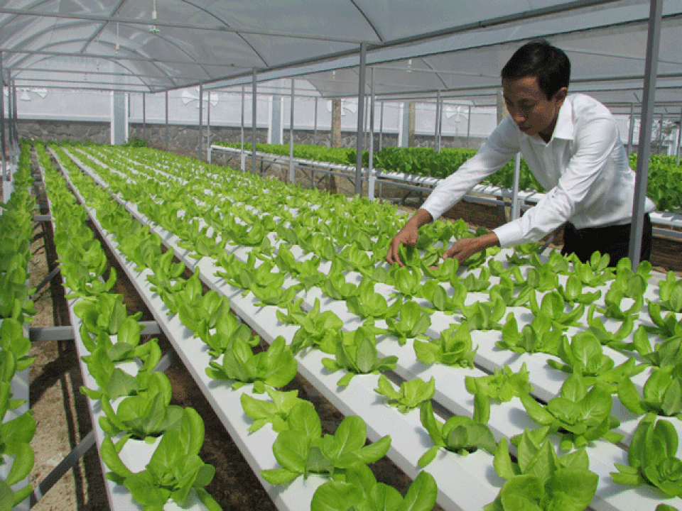 Đà Nẵng khuyến khích doanh nghiệp đầu tư vào nông nghiệp - 1 Đà Nẵng khuyến khích doanh nghiệp đầu tư vào nông nghiệp - 1