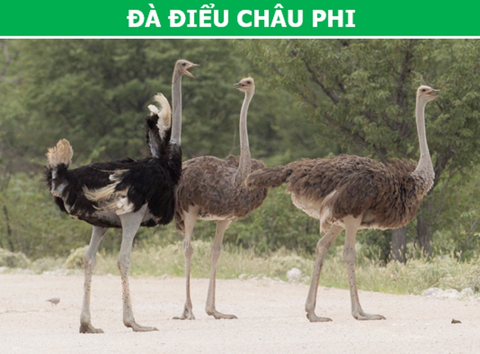 “Rợn người” với những loài chim nguy hiểm nhất thế giới (P1) - 3