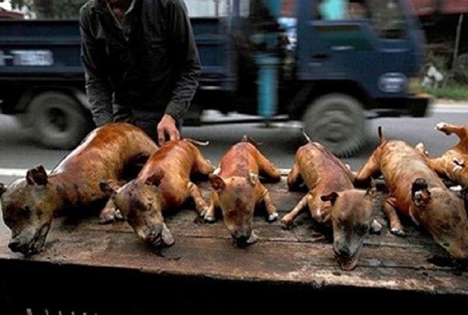 Khuyên người dân bỏ thịt chó vì “gây nhiều nguy hiểm” - 1