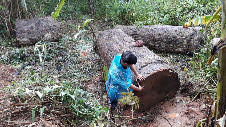 Người đàn ông bị gỗ lậu “khủng” đè tử vong trong rừng sâu - 1 Người đàn ông bị gỗ lậu “khủng” đè tử vong trong rừng sâu - 1