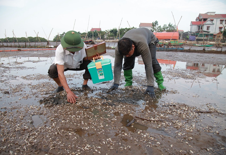 Nguyên nhân khiến 260 tấn ngao chết trắng bãi ở Hà Tĩnh - 2 Nguyên nhân khiến 260 tấn ngao chết trắng bãi ở Hà Tĩnh - 2