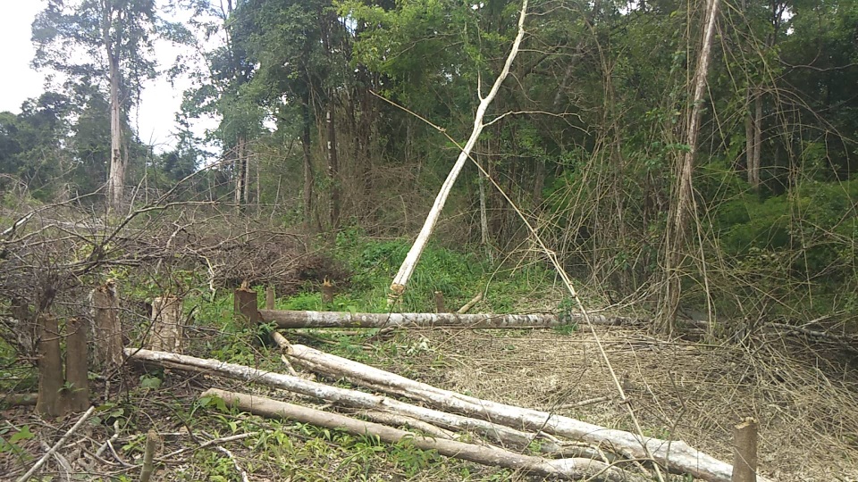 Gần 1.200ha diện tích rừng “bị mất”, kiến nghị chuyển cơ quan điều tra - 1