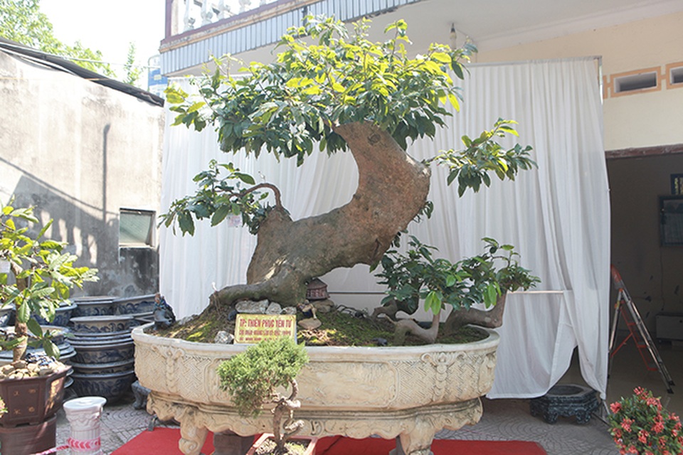 “Cụ” mai vàng Yên Tử, chết đi sống lại giá tiền tỷ - 1 “Cụ” mai vàng Yên Tử, chết đi sống lại giá tiền tỷ - 1