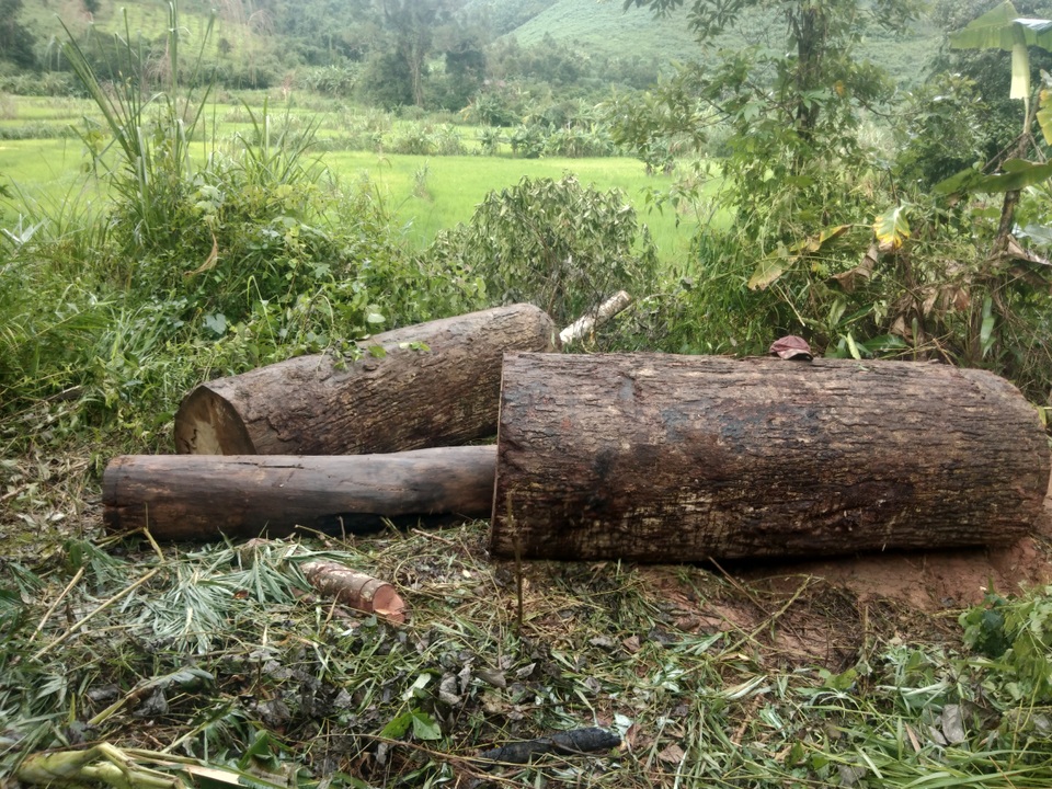 Người đàn ông bị gỗ lậu “khủng” đè tử vong trong rừng sâu - 2 Người đàn ông bị gỗ lậu “khủng” đè tử vong trong rừng sâu - 2