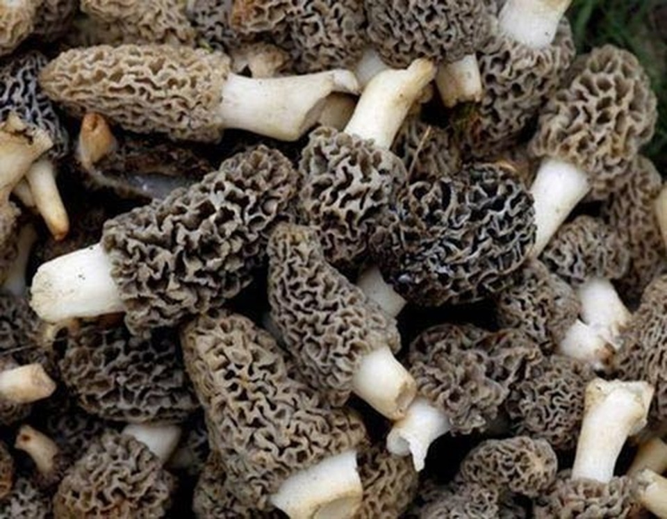 Loài cây thoắt ẩn thoắt hiện trên núi, bán 1 kg cầm ngay 5 triệu đồng - 1 Loài cây thoắt ẩn thoắt hiện trên núi, bán 1 kg cầm ngay 5 triệu đồng - 1