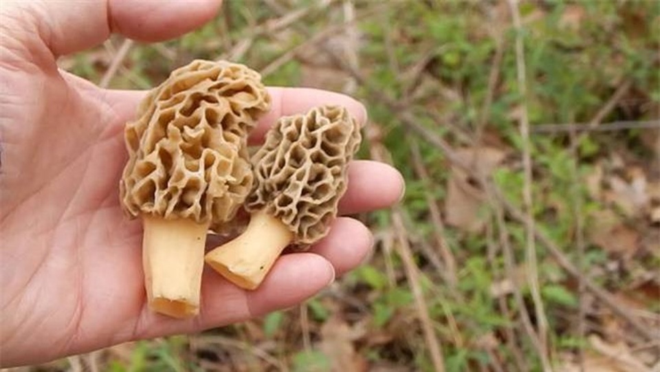 Loài cây thoắt ẩn thoắt hiện trên núi, bán 1 kg cầm ngay 5 triệu đồng - 6 Loài cây thoắt ẩn thoắt hiện trên núi, bán 1 kg cầm ngay 5 triệu đồng - 6