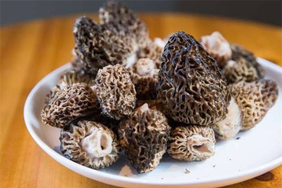 Loài cây thoắt ẩn thoắt hiện trên núi, bán 1 kg cầm ngay 5 triệu đồng - 8 Loài cây thoắt ẩn thoắt hiện trên núi, bán 1 kg cầm ngay 5 triệu đồng - 8