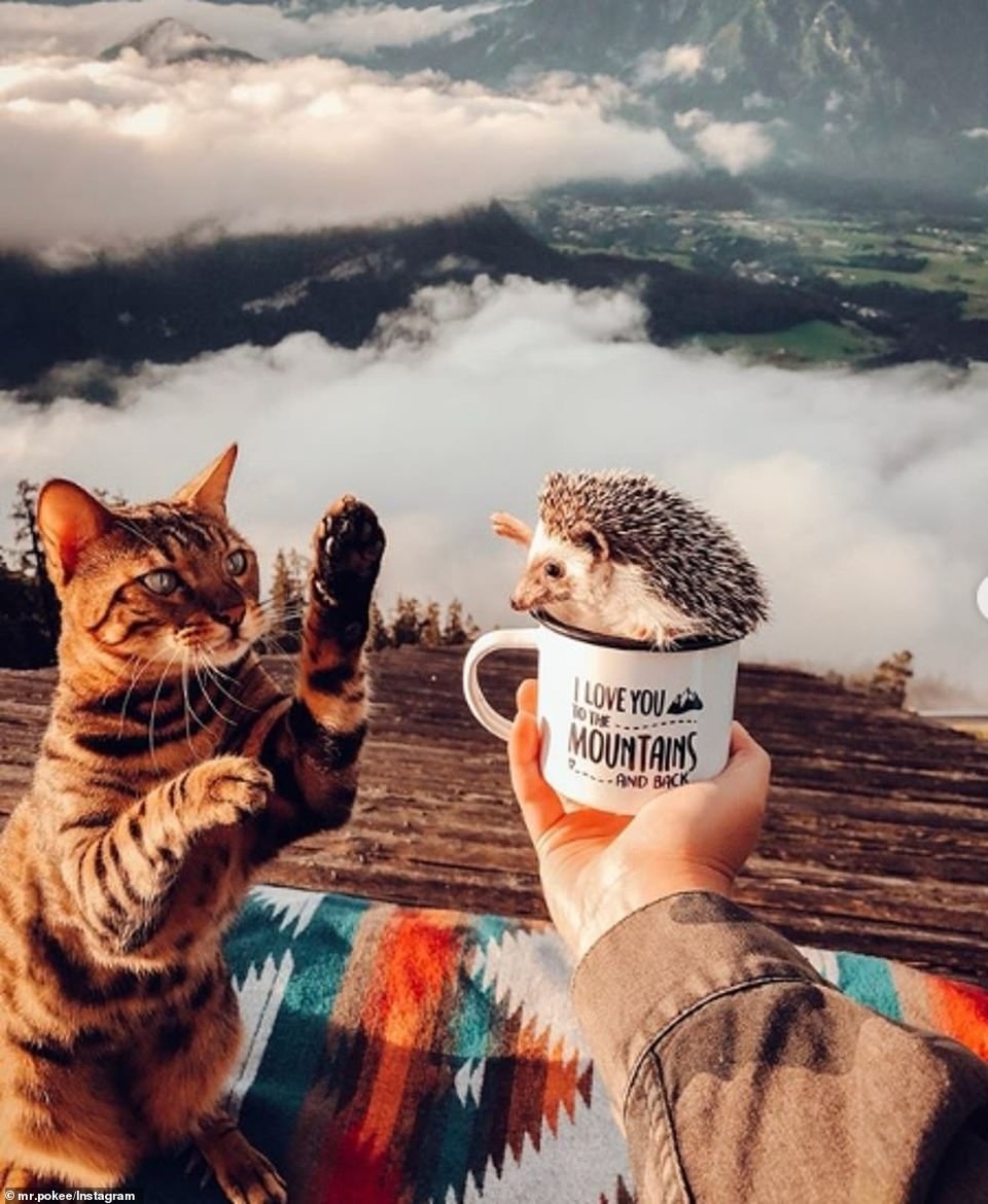 Mỉm cười theo dõi bộ ảnh của “chú nhím hạnh phúc nhất thế giới” - 3 Mỉm cười theo dõi bộ ảnh của “chú nhím hạnh phúc nhất thế giới” - 3