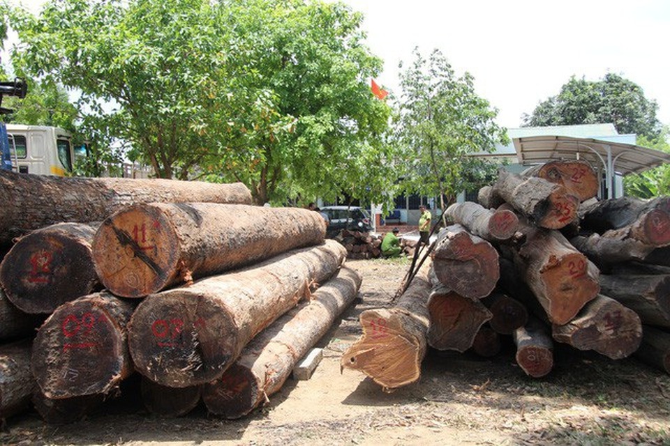 Xét xử trùm Phượng râu và 23 bị cáo trong đường dây gỗ lậu khủng - 3 Xét xử trùm Phượng râu và 23 bị cáo trong đường dây gỗ lậu khủng - 3