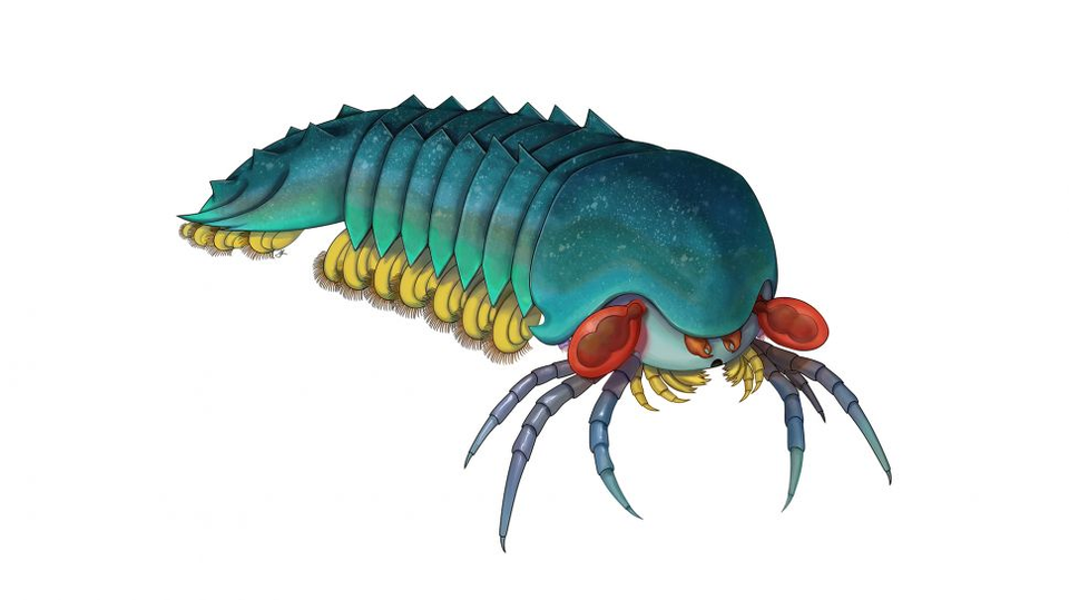 Loài sinh vật ác mộng dưới đáy biển - 1 Loài sinh vật ác mộng dưới đáy biển - 1