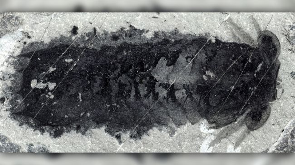 Loài sinh vật ác mộng dưới đáy biển - 2 Loài sinh vật ác mộng dưới đáy biển - 2