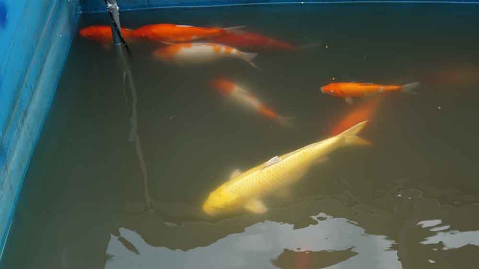 Người dân thích thú ngắm cá Koi Nhật Bản bơi lội ở sông Tô Lịch - 10 Người dân thích thú ngắm cá Koi Nhật Bản bơi lội ở sông Tô Lịch - 10