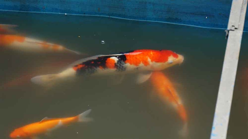 Người dân thích thú ngắm cá Koi Nhật Bản bơi lội ở sông Tô Lịch - 9 Người dân thích thú ngắm cá Koi Nhật Bản bơi lội ở sông Tô Lịch - 9