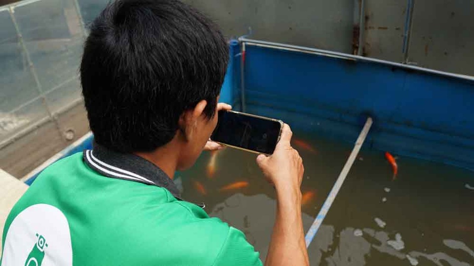 Người dân thích thú ngắm cá Koi Nhật Bản bơi lội ở sông Tô Lịch - 7 Người dân thích thú ngắm cá Koi Nhật Bản bơi lội ở sông Tô Lịch - 7
