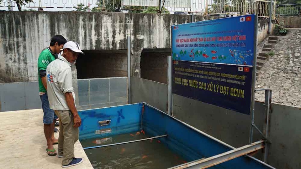 Người dân thích thú ngắm cá Koi Nhật Bản bơi lội ở sông Tô Lịch - 4 Người dân thích thú ngắm cá Koi Nhật Bản bơi lội ở sông Tô Lịch - 4