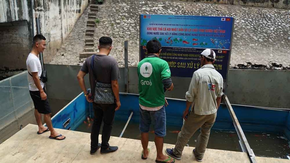 Người dân thích thú ngắm cá Koi Nhật Bản bơi lội ở sông Tô Lịch - 6 Người dân thích thú ngắm cá Koi Nhật Bản bơi lội ở sông Tô Lịch - 6