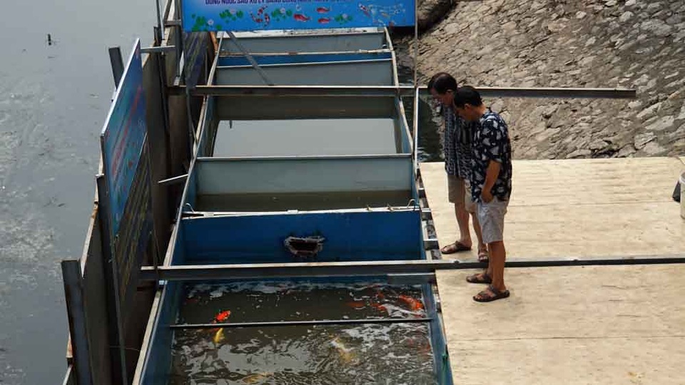 Người dân thích thú ngắm cá Koi Nhật Bản bơi lội ở sông Tô Lịch - 5 Người dân thích thú ngắm cá Koi Nhật Bản bơi lội ở sông Tô Lịch - 5