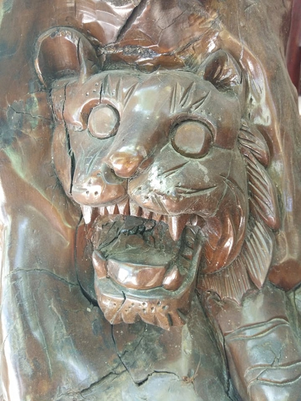 Chiêm ngưỡng bộ rễ gỗ trai tiền tỷ tuyệt đẹp của ông chủ thầu Hà Tĩnh - 4