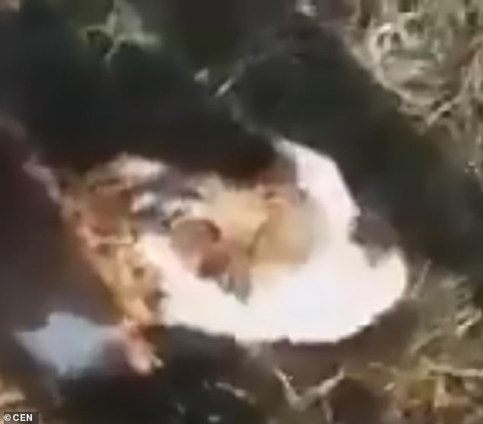 Kinh hãi bê con chào đời với gương mặt người đau khổ - 1 Kinh hãi bê con chào đời với gương mặt người đau khổ - 1