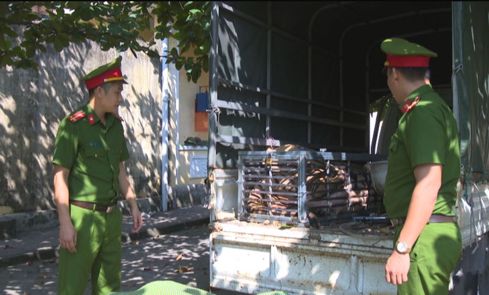 Triệt phá đường dây chuyên mua bán hổ từ Nghệ An ra Quảng Ninh để nấu cao - 1 Triệt phá đường dây chuyên mua bán hổ từ Nghệ An ra Quảng Ninh để nấu cao - 1