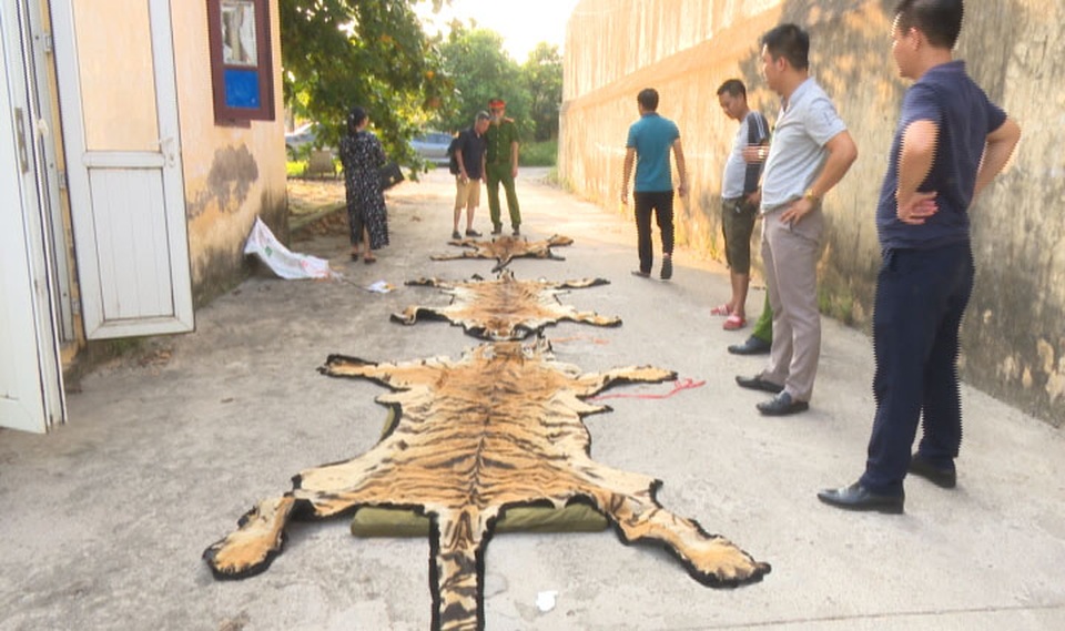 Triệt phá đường dây chuyên mua bán hổ từ Nghệ An ra Quảng Ninh để nấu cao - 2 Triệt phá đường dây chuyên mua bán hổ từ Nghệ An ra Quảng Ninh để nấu cao - 2