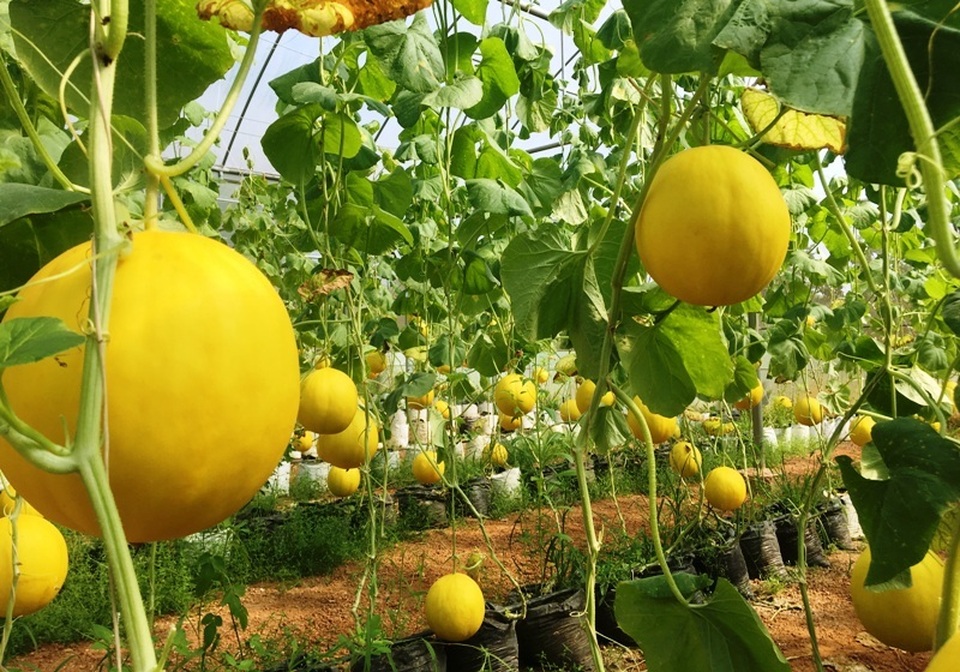 Huyện thứ 4 của Thanh Hóa được Thủ tướng công nhận đạt chuẩn nông thôn mới - 2 Huyện thứ 4 của Thanh Hóa được Thủ tướng công nhận đạt chuẩn nông thôn mới - 2