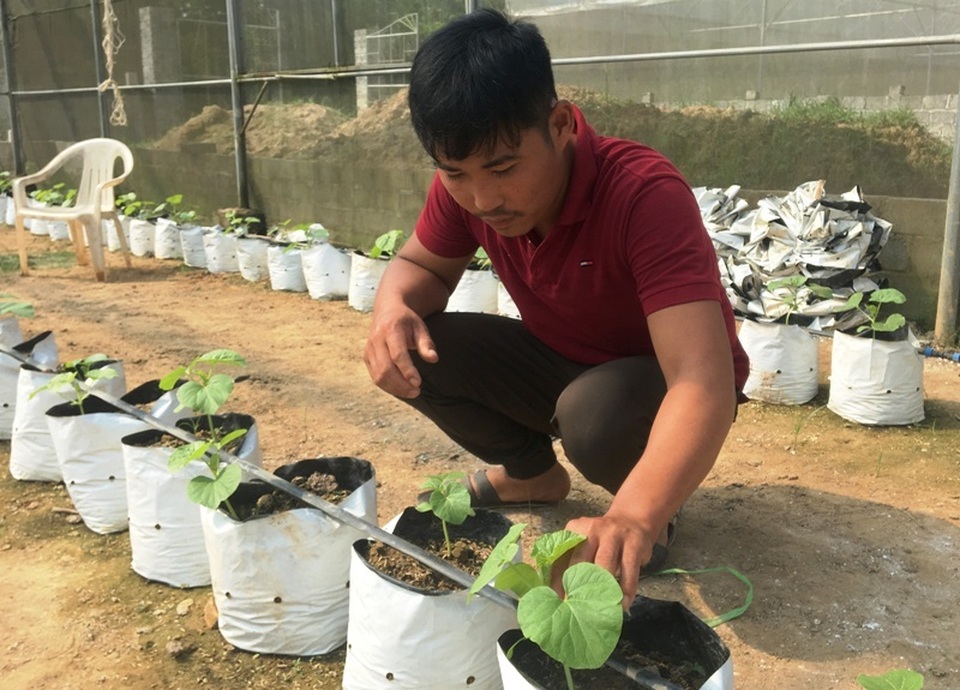 Kiếm trăm triệu đồng từ dưa kim hoàng hậu, hoa ly nhờ... câu nói của chị gái - 3 Kiếm trăm triệu đồng từ dưa kim hoàng hậu, hoa ly nhờ... câu nói của chị gái - 3