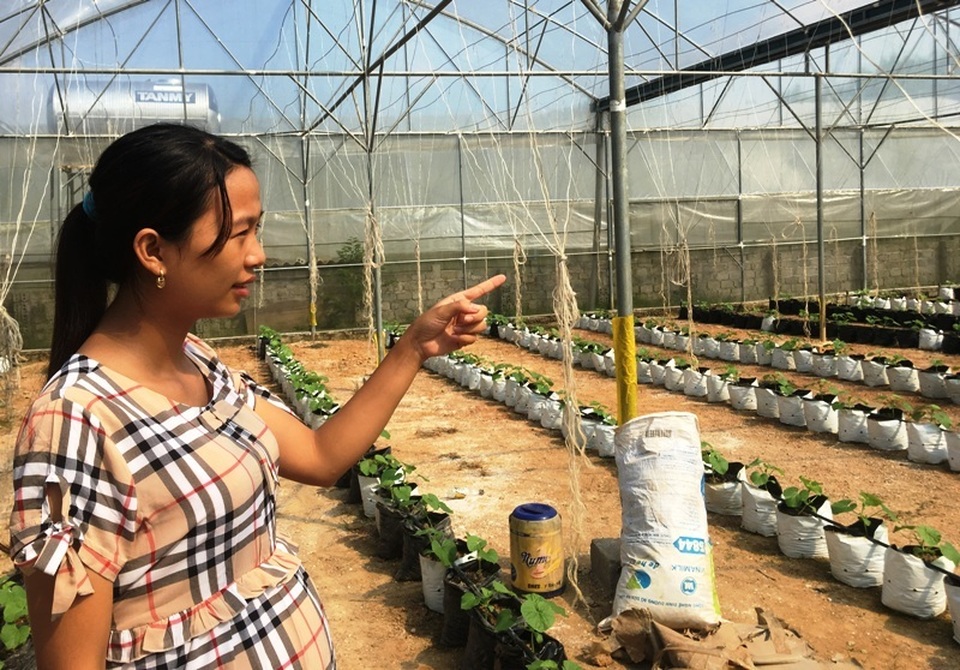 Kiếm trăm triệu đồng từ dưa kim hoàng hậu, hoa ly nhờ... câu nói của chị gái - 9 Kiếm trăm triệu đồng từ dưa kim hoàng hậu, hoa ly nhờ... câu nói của chị gái - 9
