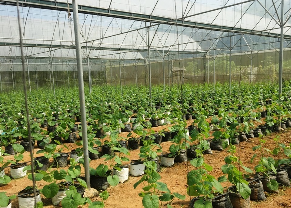 Kiếm trăm triệu đồng từ dưa kim hoàng hậu, hoa ly nhờ... câu nói của chị gái - 4 Kiếm trăm triệu đồng từ dưa kim hoàng hậu, hoa ly nhờ... câu nói của chị gái - 4