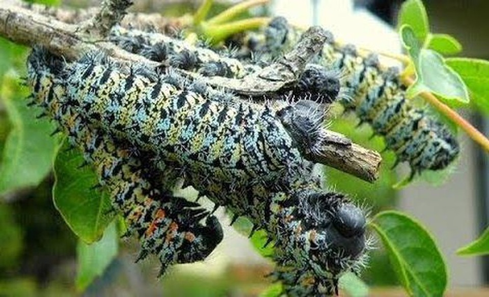 Kỳ lạ món sâu Châu Phi có giá “chát” hơn cả tôm hùm - 1 Kỳ lạ món sâu Châu Phi có giá “chát” hơn cả tôm hùm - 1