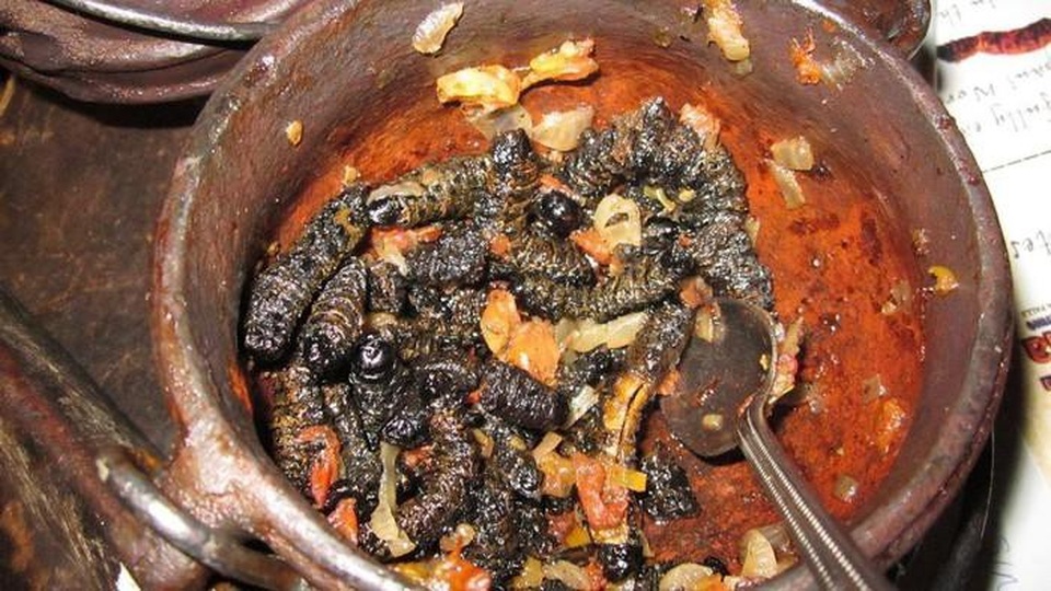 Kỳ lạ món sâu Châu Phi có giá “chát” hơn cả tôm hùm - 8 Kỳ lạ món sâu Châu Phi có giá “chát” hơn cả tôm hùm - 8