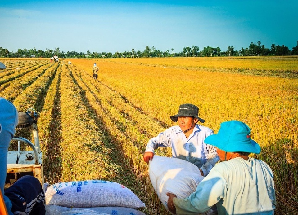 Sản xuất lúa, gạo: Ứng dụng công nghệ để bảo quản, chế biến vẫn là khâu yếu nhất - 1 Sản xuất lúa, gạo: Ứng dụng công nghệ để bảo quản, chế biến vẫn là khâu yếu nhất - 1