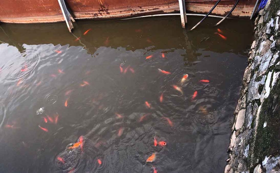 Công bố hàm lượng oxy tại khu làm sạch bằng công nghệ Nhật Bản ở Hồ Tây - 4 Công bố hàm lượng oxy tại khu làm sạch bằng công nghệ Nhật Bản ở Hồ Tây - 4