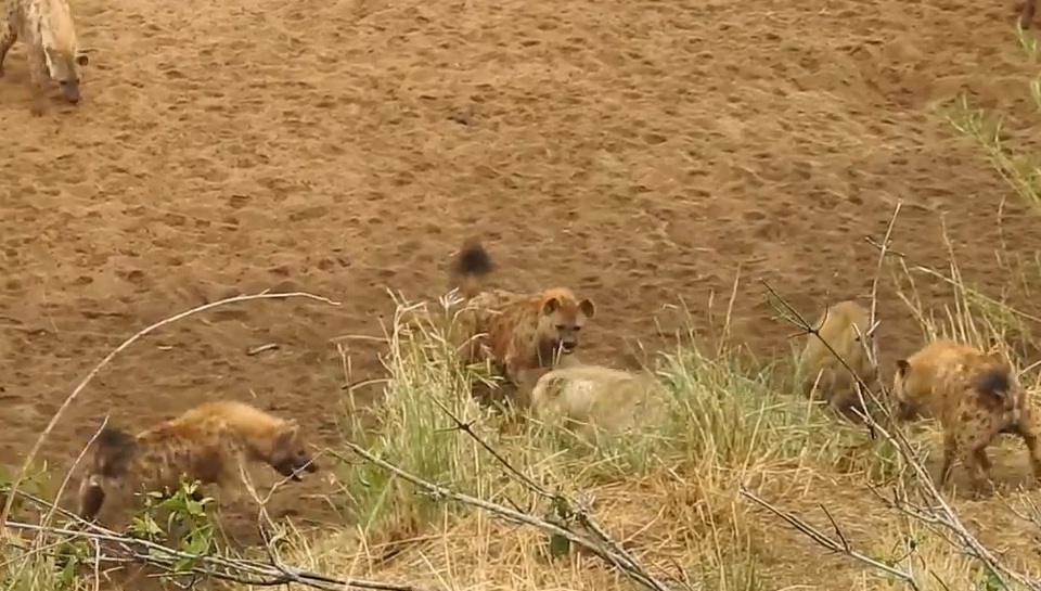 Khoảnh khắc sư tử bị đàn linh cẩu bao vây và màn giải cứu kịp thời - 1