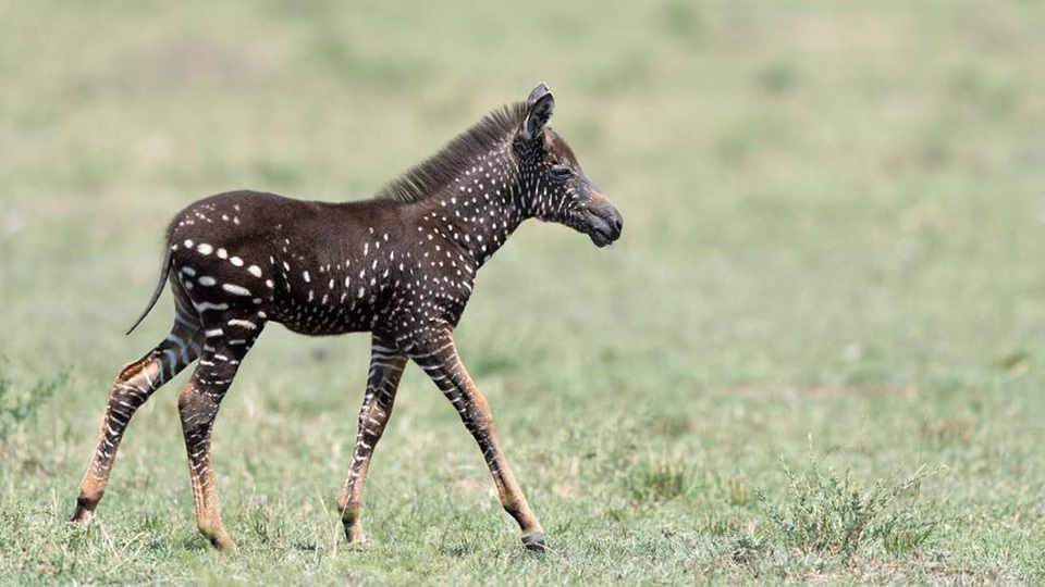 Phát hiện ngựa vằn đột biến gene có bộ lông… chấm bi siêu hiếm - 1