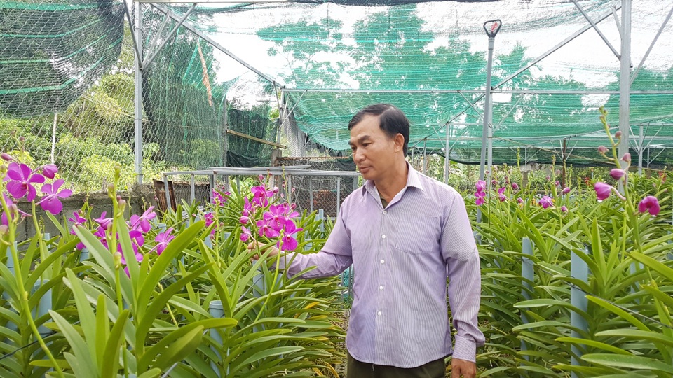 Đưa lan Mokara về miền núi, nông dân Đà Nẵng thu lãi 30 triệu đồng/tháng - 2 Đưa lan Mokara về miền núi, nông dân Đà Nẵng thu lãi 30 triệu đồng/tháng - 2