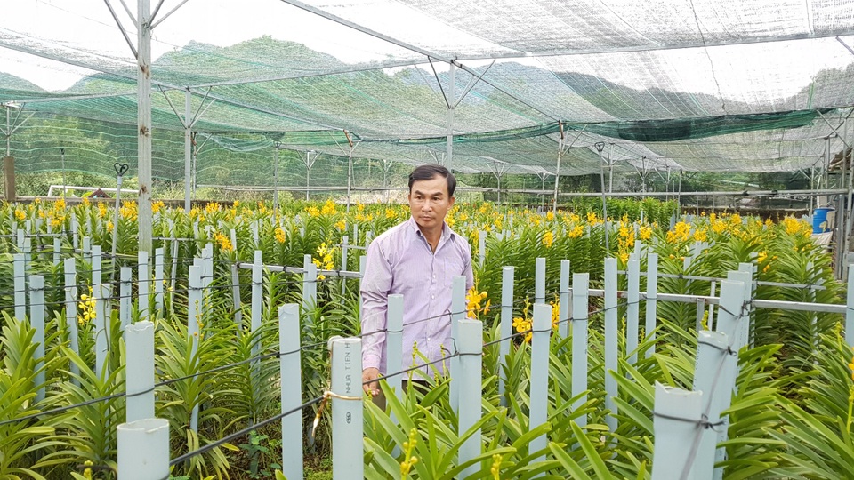Đưa lan Mokara về miền núi, nông dân Đà Nẵng thu lãi 30 triệu đồng/tháng - 3 Đưa lan Mokara về miền núi, nông dân Đà Nẵng thu lãi 30 triệu đồng/tháng - 3