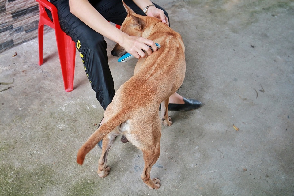 Chú chó Phú Quốc “lừng danh”, trả giá 350 triệu đồng không bán ở Hà Nội - 12 Chú chó Phú Quốc “lừng danh”, trả giá 350 triệu đồng không bán ở Hà Nội - 12
