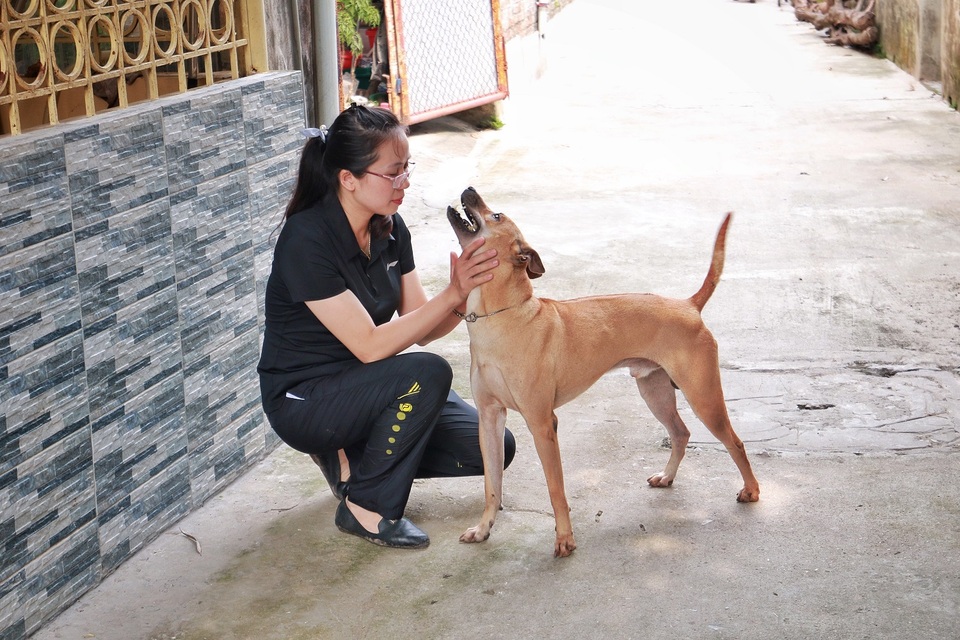 Chú chó Phú Quốc “lừng danh”, trả giá 350 triệu đồng không bán ở Hà Nội - 2 Chú chó Phú Quốc “lừng danh”, trả giá 350 triệu đồng không bán ở Hà Nội - 2