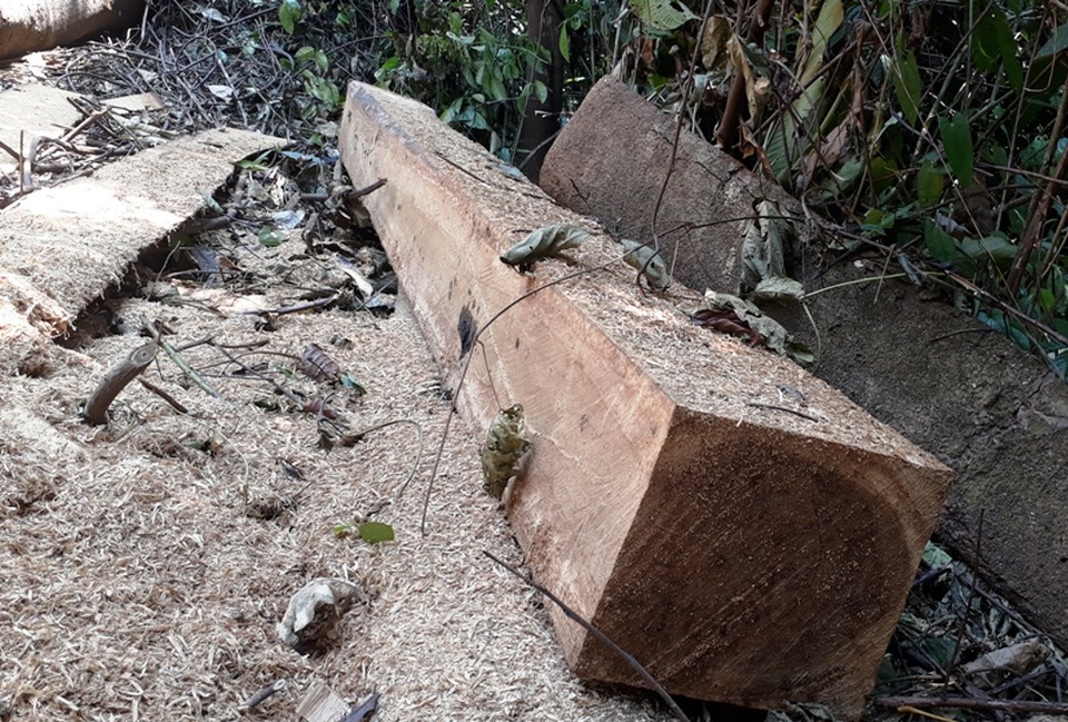 Hàng chục cây gỗ lớn bị đốn hạ ngổn ngang trong rừng tự nhiên - 10 Hàng chục cây gỗ lớn bị đốn hạ ngổn ngang trong rừng tự nhiên - 10