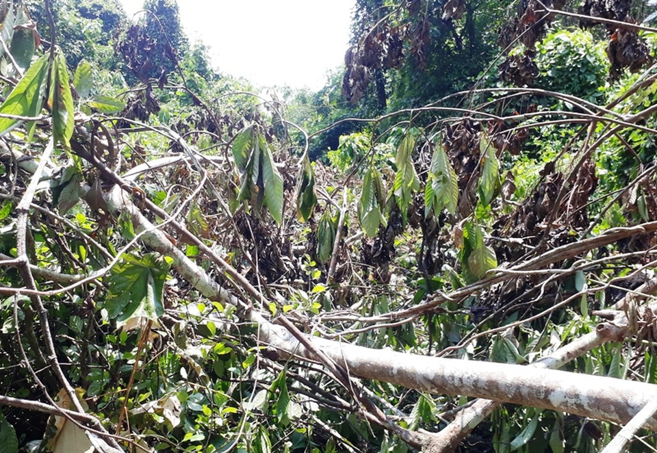 Hàng chục cây gỗ lớn bị đốn hạ ngổn ngang trong rừng tự nhiên - 9 Hàng chục cây gỗ lớn bị đốn hạ ngổn ngang trong rừng tự nhiên - 9