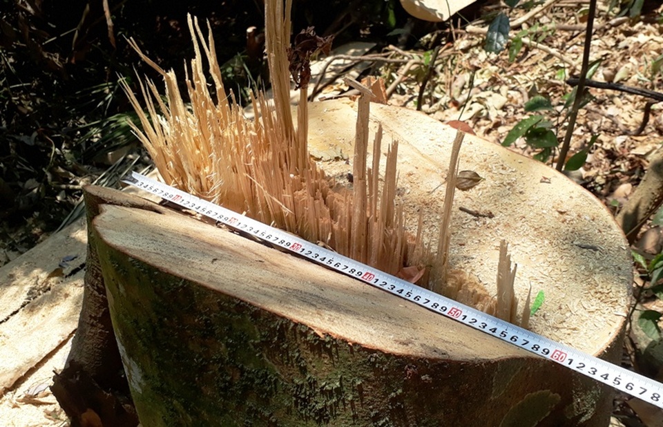 Hàng chục cây gỗ lớn bị đốn hạ ngổn ngang trong rừng tự nhiên - 5 Hàng chục cây gỗ lớn bị đốn hạ ngổn ngang trong rừng tự nhiên - 5