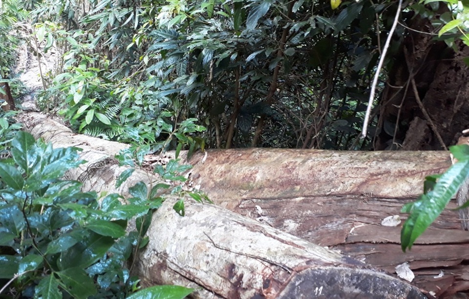 Hàng chục cây gỗ lớn bị đốn hạ ngổn ngang trong rừng tự nhiên - 11 Hàng chục cây gỗ lớn bị đốn hạ ngổn ngang trong rừng tự nhiên - 11