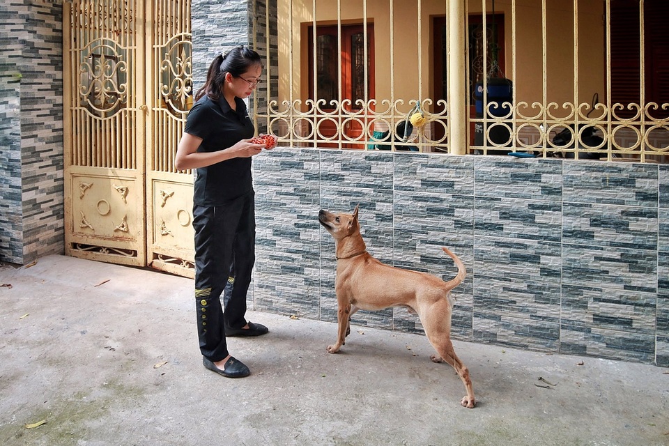 Chú chó Phú Quốc “lừng danh”, trả giá 350 triệu đồng không bán ở Hà Nội - 8 Chú chó Phú Quốc “lừng danh”, trả giá 350 triệu đồng không bán ở Hà Nội - 8