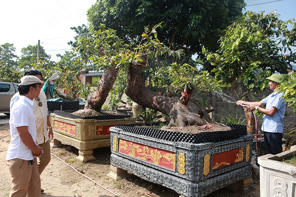 Cặp “Tiên đồng ngọc nữ” giá tiền tỷ của ông “vua” mai vàng Yên Tử - 1 Cặp “Tiên đồng ngọc nữ” giá tiền tỷ của ông “vua” mai vàng Yên Tử - 1