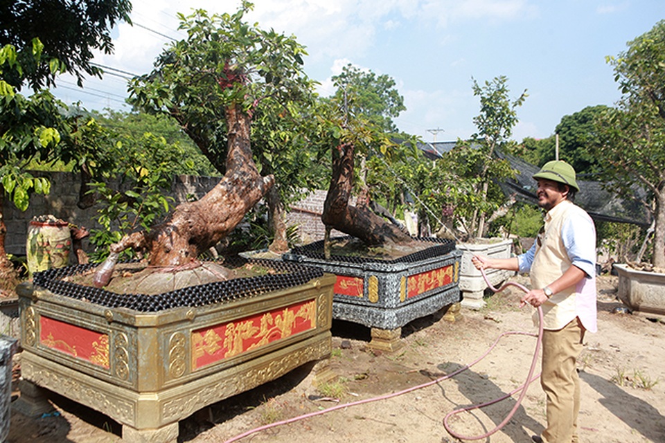 Cặp “Tiên đồng ngọc nữ” giá tiền tỷ của ông “vua” mai vàng Yên Tử - 2 Cặp “Tiên đồng ngọc nữ” giá tiền tỷ của ông “vua” mai vàng Yên Tử - 2